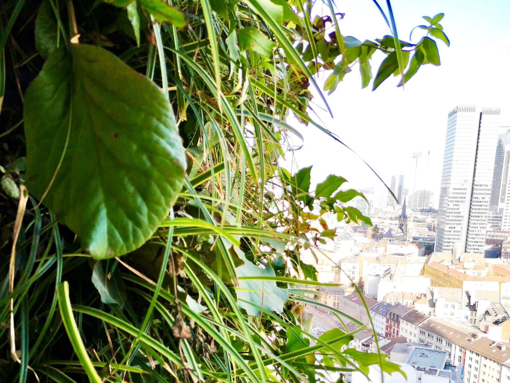 urban-green-facade-eden-tower-skyline-frankfurt
